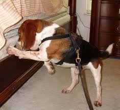 Real Home Inspections Onta